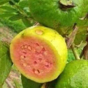 ต้นฝรั่งขี้นกพื้นบ้าน 🍈 ปลูกง่าย โตเร็ว ทนแล้ง ผลดก!