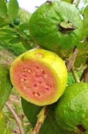 ต้นฝรั่งขี้นกพื้นบ้าน 🍈 ปลูกง่าย โตเร็ว ทนแล้ง ผลดก!