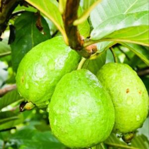 ต้นฝรั่งขี้นก 🍈 ปลูกง่าย โตเร็ว ทนแล้ง ผลดก!