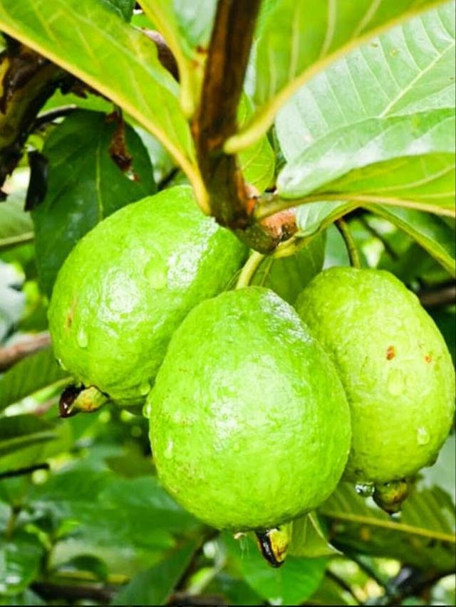 ต้นฝรั่งขี้นก 🍈 ปลูกง่าย โตเร็ว ทนแล้ง ผลดก!