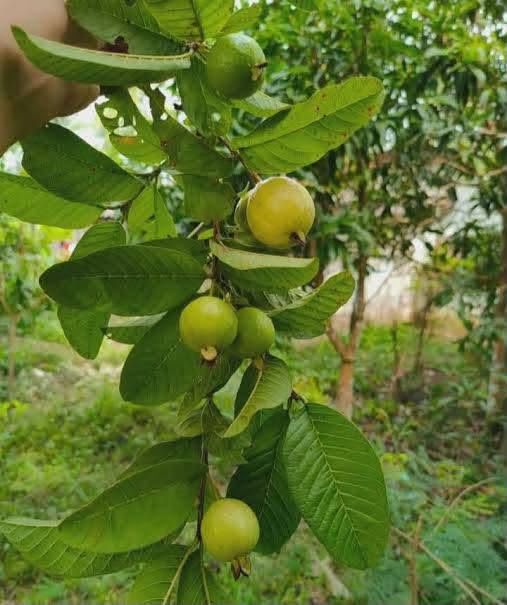 ต้นฝรั่งขี้นก 🍈 ปลูกง่าย โตเร็ว ทนแล้ง ผลดก!