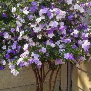 พุดสามสี