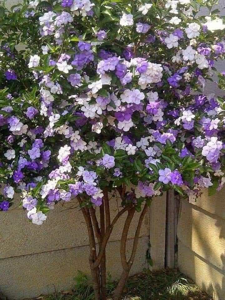พุดสามสี