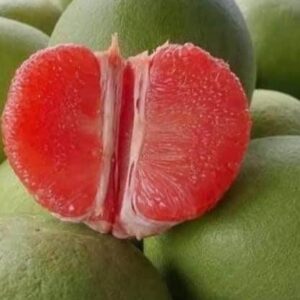 ส้มโอทับทิมสยาม ต้นเพาะเมล็ด