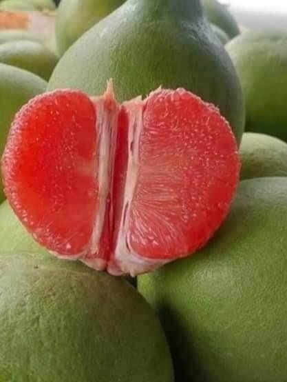 ส้มโอทับทิมสยาม ต้นเพาะเมล็ด