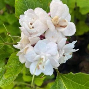 กุหลาบนางแย้ม💮กลิ่นหอมละมุน