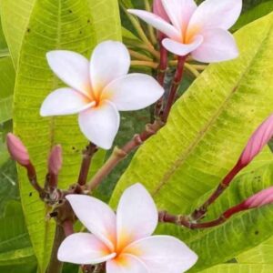 ต้นลีลาวดี ละทิ้งความทุกข์ระทมและเศร้าหมอง