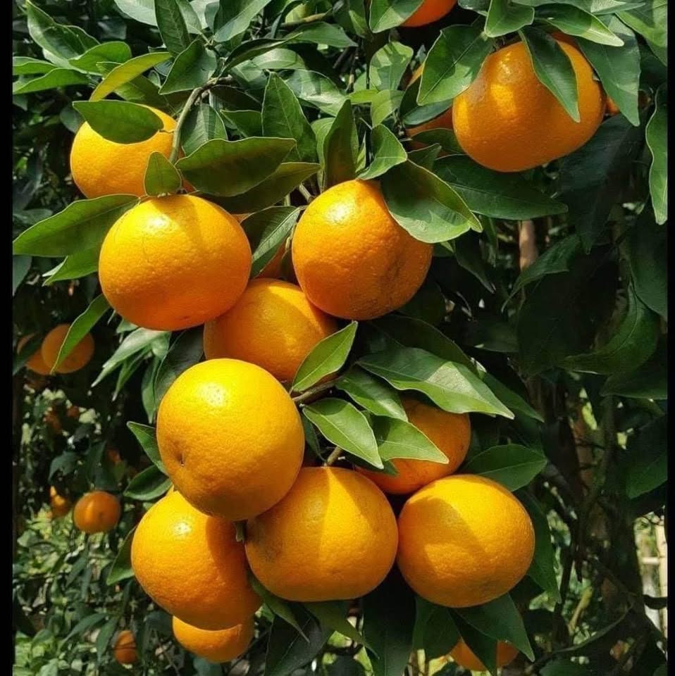 ส้มแมนดารินออสเตรเลีย หวานหอม - Image 2
