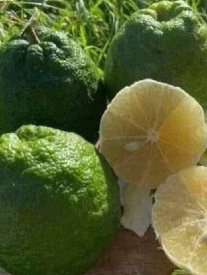 ส้มซ่า กลิ่มหอมหวล - Image 2