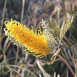 สนเกรวิลเลีย (Grevillea)