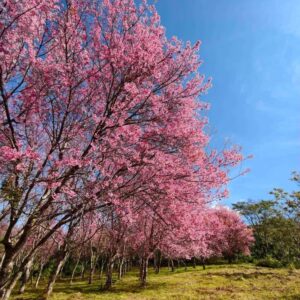 นางพญาเสือโคร่ง ซากุระเมืองไทย