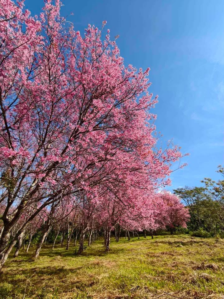 นางพญาเสือโคร่ง ซากุระเมืองไทย