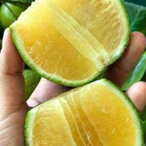 ส้มเช้งหวานมาเลย์ ต้นเสียบยอด