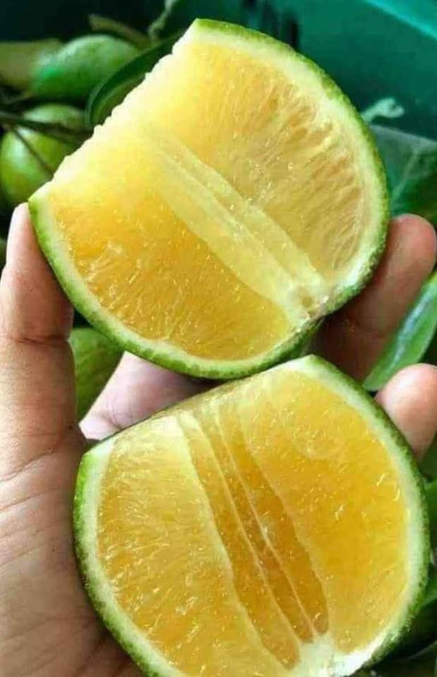 ส้มเช้งหวานมาเลย์ ต้นเสียบยอด