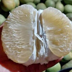 ส้มโอขาวน้ำผึ้งไร้เมล็ด กิ่งตอน