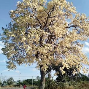 ต้นพยอม ดอกหอม ไม้ไทยโบราณ
