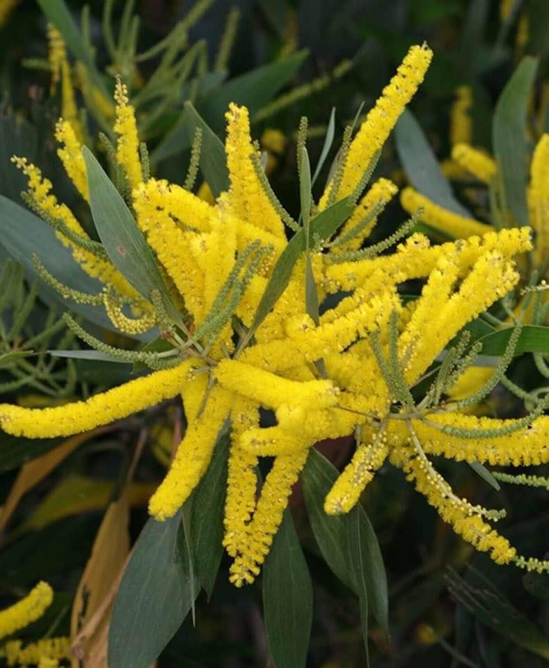 กระถินเทพา ดอกมีกลิ่นหอม