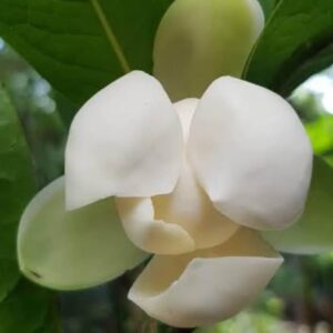 ยี่หุบ มาดามยี่หุบ กลิ่นหอม