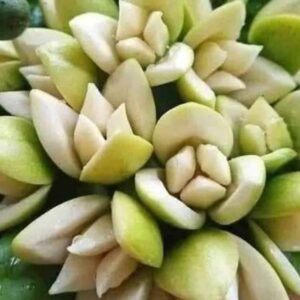 จำปูน ไม้ดอกหอมของไทย หอมมาก