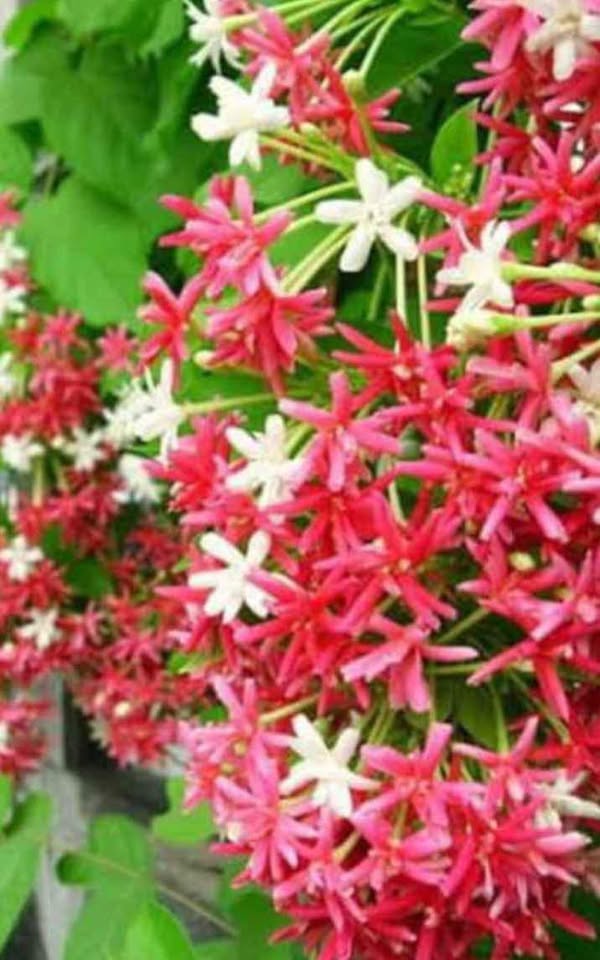 เล็บมือนาง ดอกสวยและมีกลิ่นหอม - Image 3