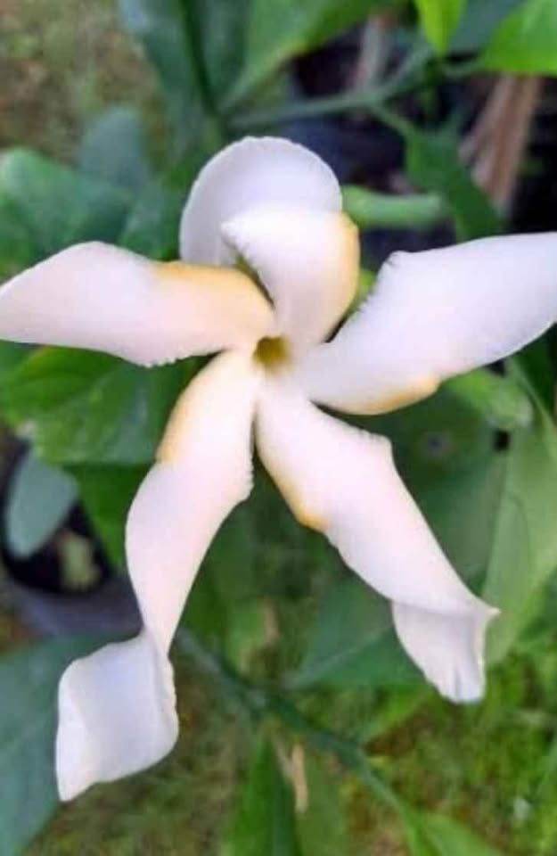 พุดเศรษฐีสยาม ไม้มงคลเสริมโชคลาภ - Image 2