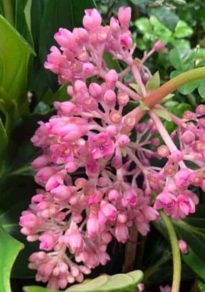 ไข่มุกอันดามัน 🌸 ดอกคล้ายไข่มุกเป็นพวงสวย - Image 2