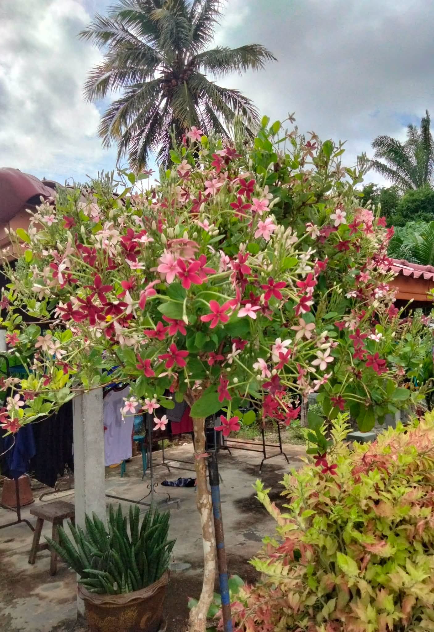 เล็บมือนาง ดอกสวยและมีกลิ่นหอม - Image 2