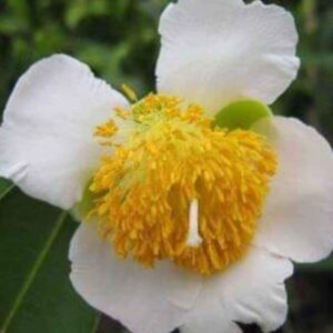 ต้นบุนนาค ต้นนาค สวยทั้งใบ หอมชื่นใจทั้งดอก🌼