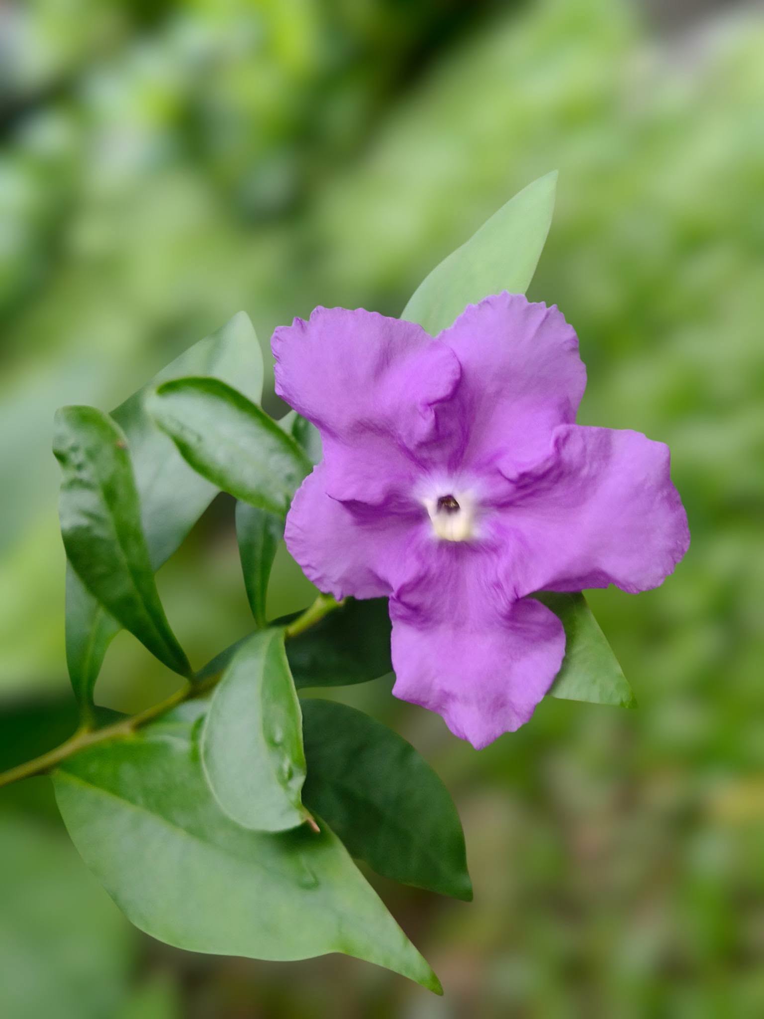 พุดสามสี - Image 2