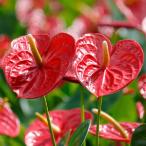 ดอกหน้าวัว (Anthurium) ไม้ดอกไม้ประดับเขตร้อน