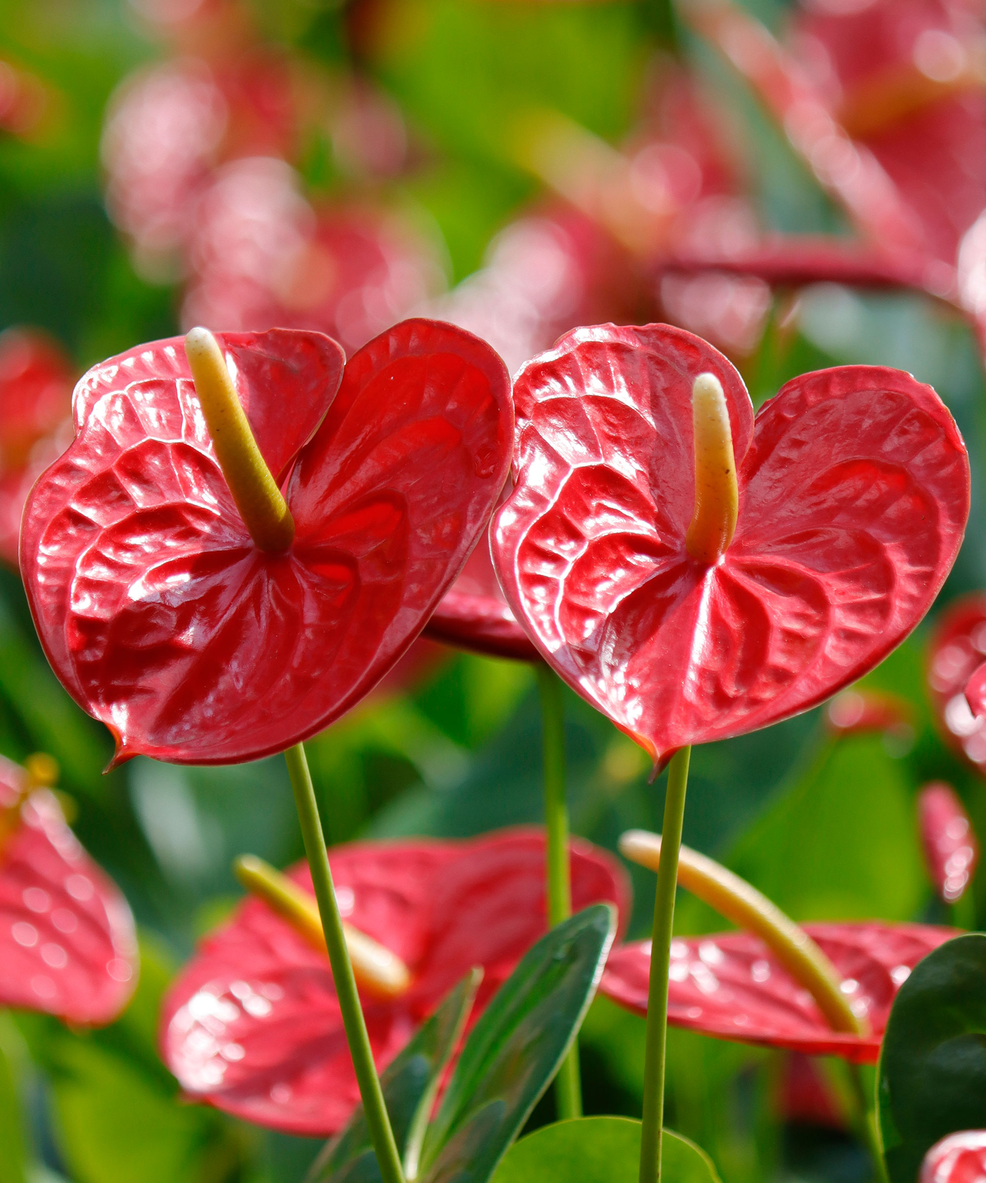 ดอกหน้าวัว (Anthurium) ไม้ดอกไม้ประดับเขตร้อน