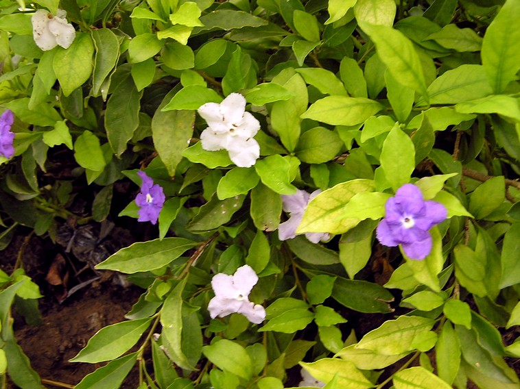 พุดสามสี - Image 3