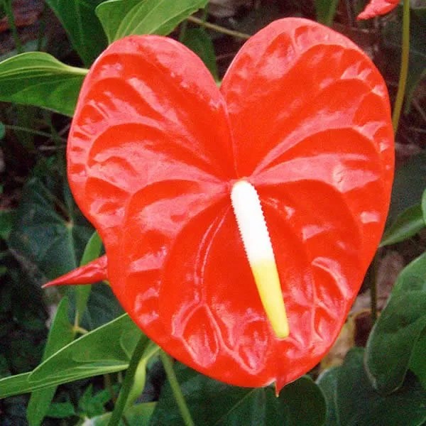 ดอกหน้าวัว (Anthurium) ไม้ดอกไม้ประดับเขตร้อน - Image 2