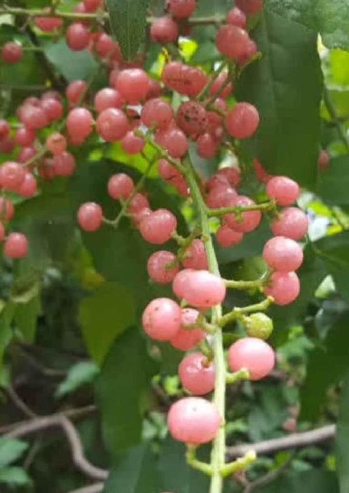 โปร่งฟ้า ใบมีกลิ่นหอมเฉพาะตัว