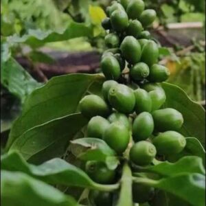 กาแฟโรบัสต้า Robusta