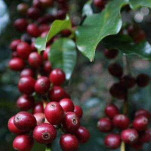กาแฟอาราบิก้า Coffea arabica