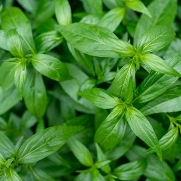 ฟ้าทะลายโจร แก้ไข้หวัด แก้เจ็บคอ และยับยั้งไวรัส