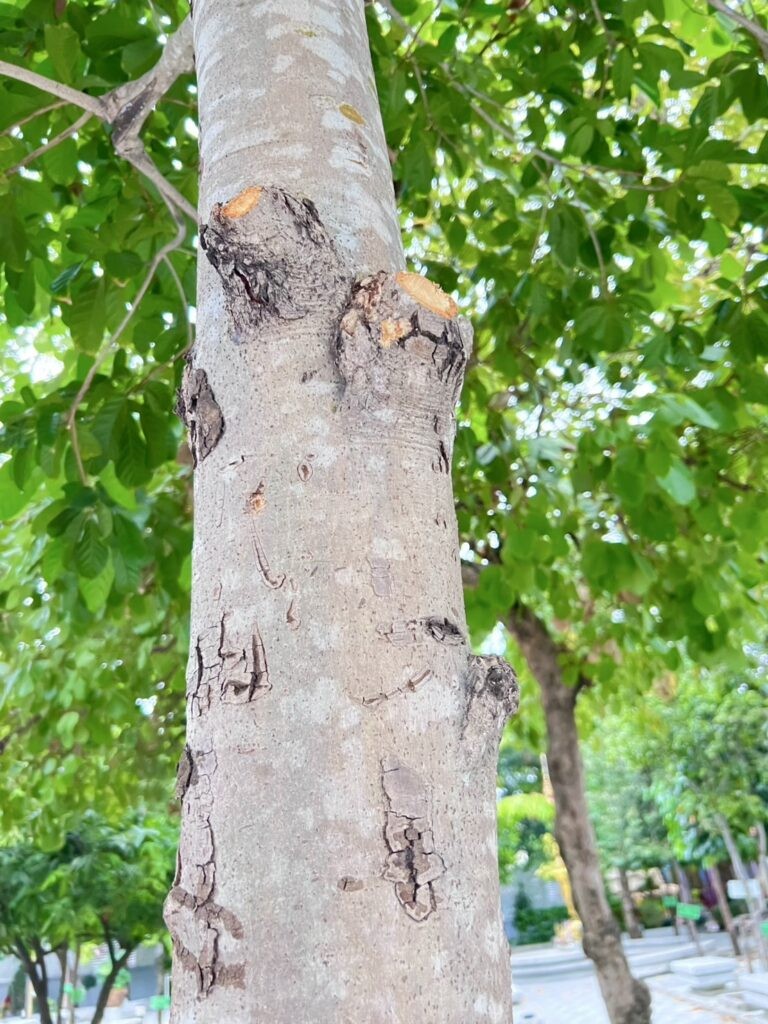 เกาลัดป่า หมากกอ - Image 4