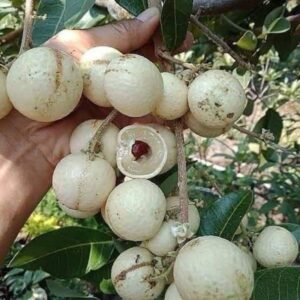 ลำไยขาวเวียดนาม สีขาวใส เนื้อแน่น หวานกรอบ